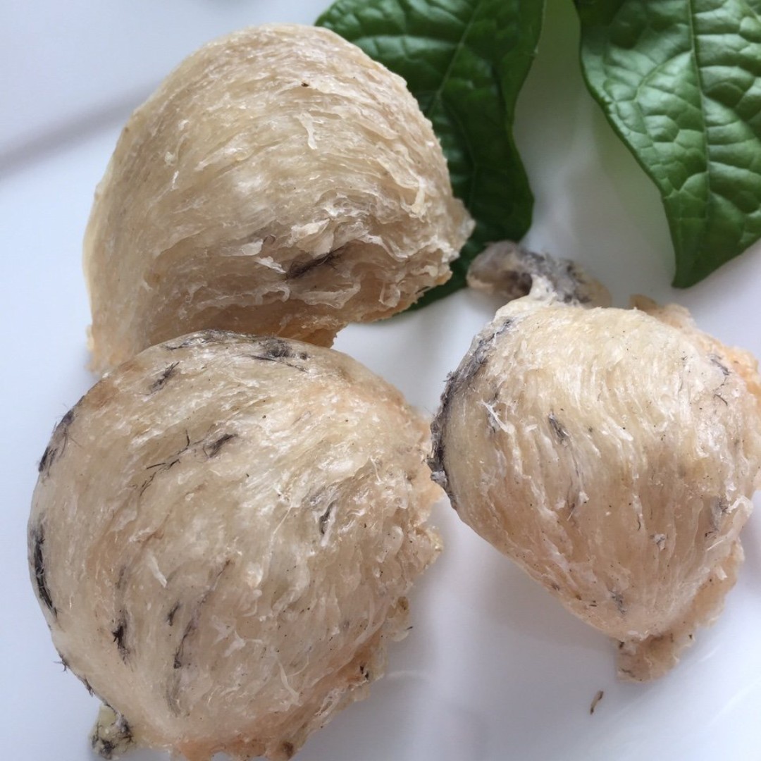 TỔ YẾN ĐẢO KHÁNH HÒA